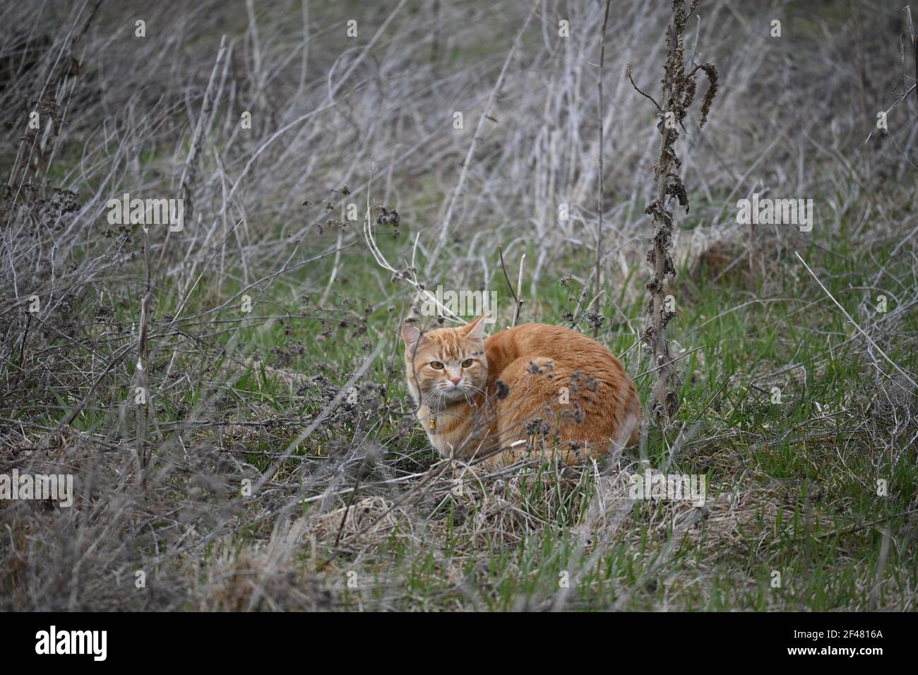 Un chat orange dans un champ Banque D'Images