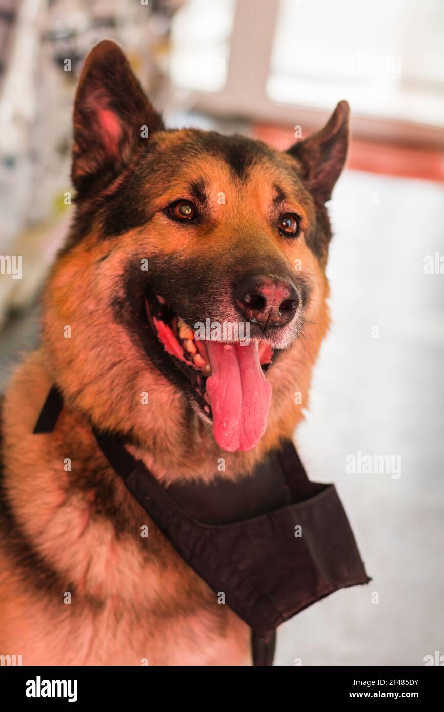 belle grande race de chien à la clinique vétérinaire avec le museau sur le cou Banque D'Images