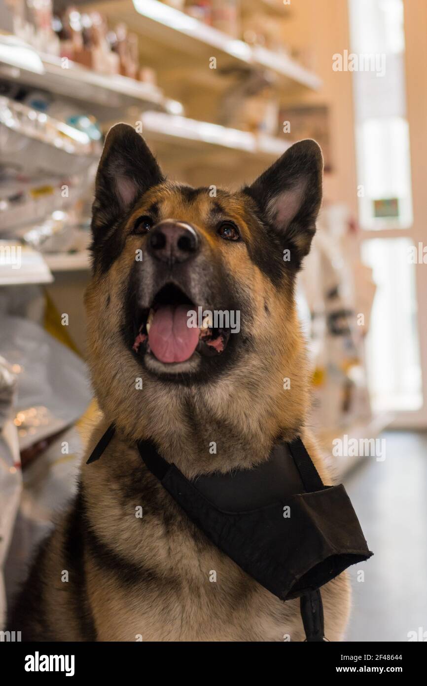 belle grande race de chien à la clinique vétérinaire avec le museau sur le cou Banque D'Images