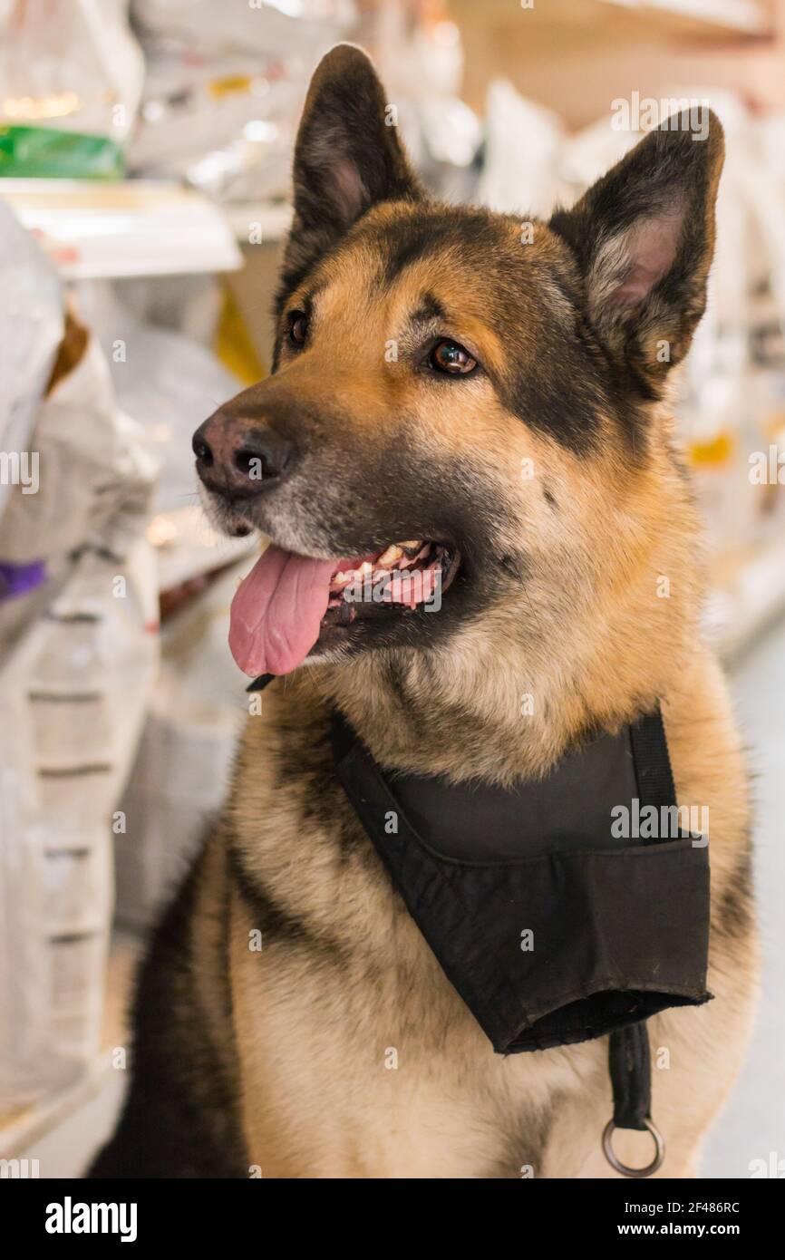 belle grande race de chien à la clinique vétérinaire avec le museau sur le cou Banque D'Images