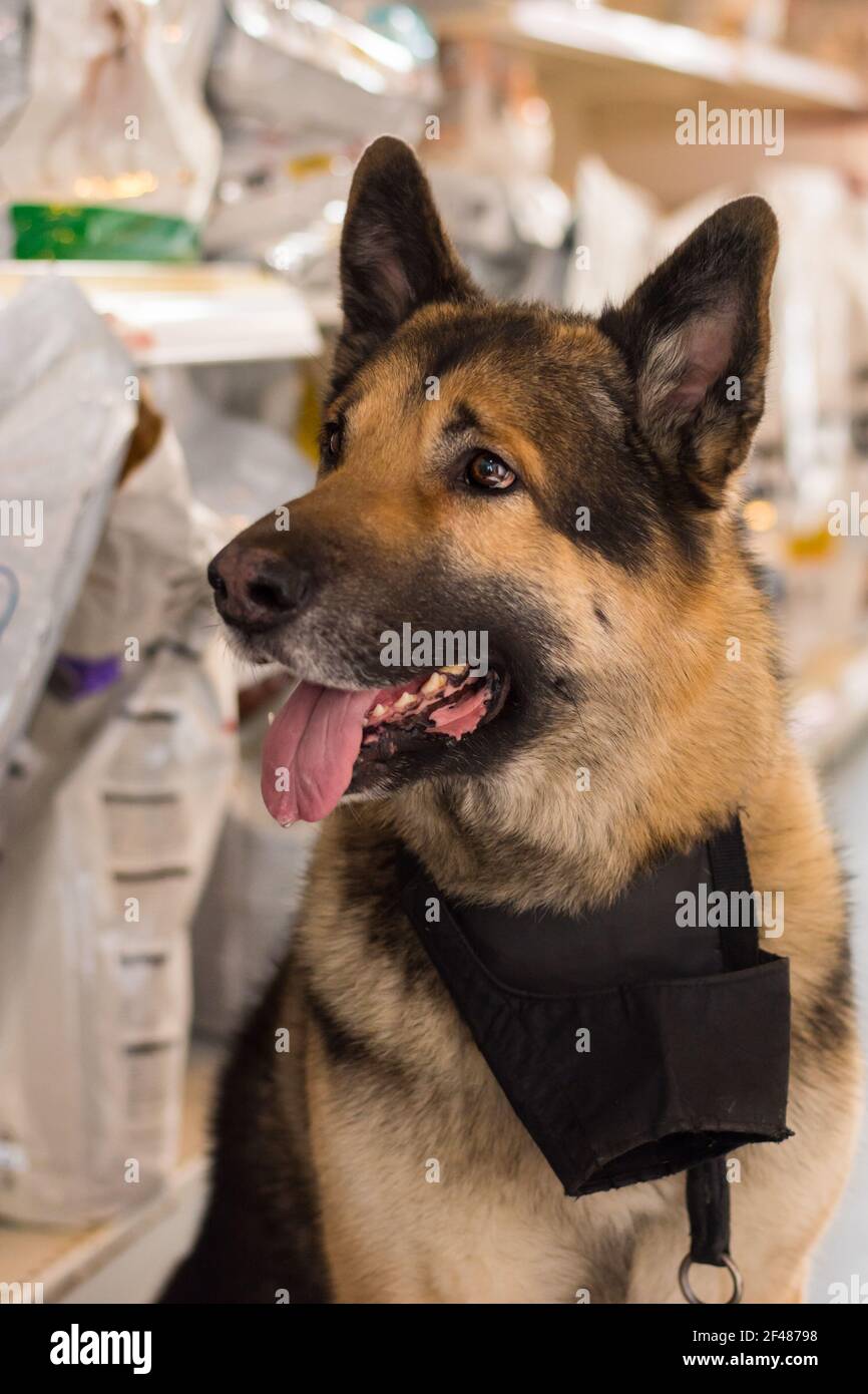belle grande race de chien à la clinique vétérinaire avec le museau sur le cou Banque D'Images
