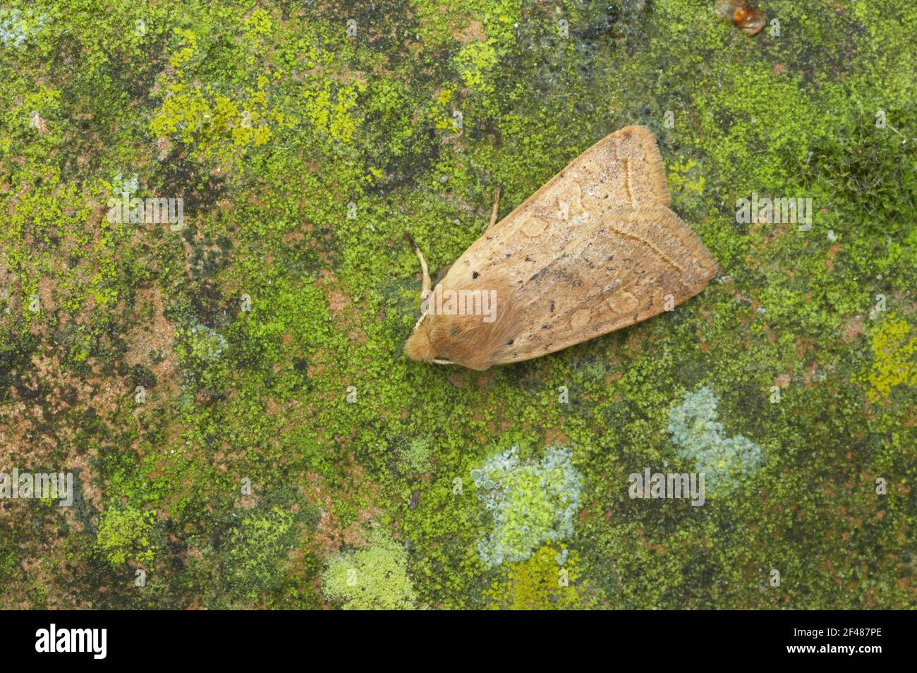 Ligne jaune Papillon Quaker Agrochola macilenta Essex, UK DANS000614 Banque D'Images