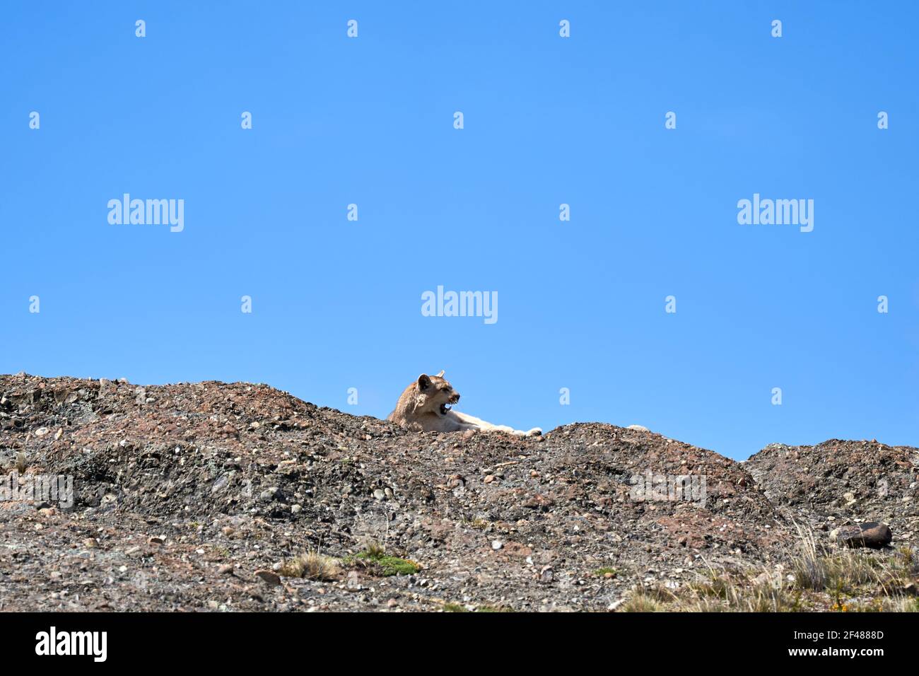 Puma concolor, couguar ou lion de montagne est un grand chat sauvage de la sous-famille des felinae. Situé sur une crête des montagnes andines à Torres del Paine natio Banque D'Images