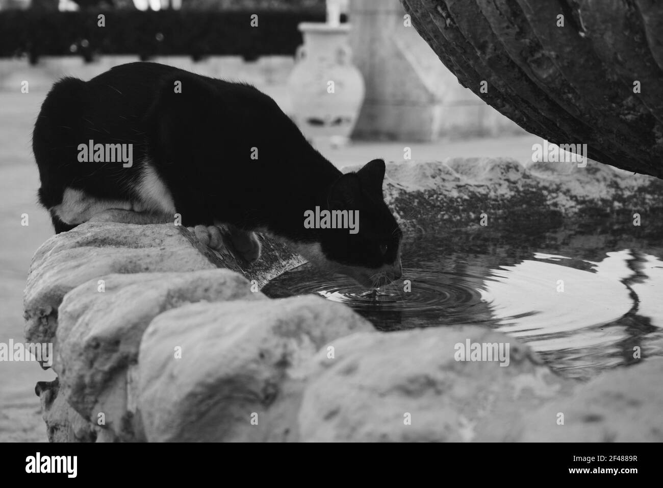 Portrait de chat noir sauvage égyptien qui boit de l'eau d'un Coin sur une chaude journée d'été.Portrait d'animal Banque D'Images