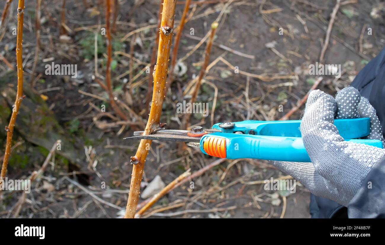 Un élagage arbre fruitier - Coupe Branches à printemps Banque D'Images