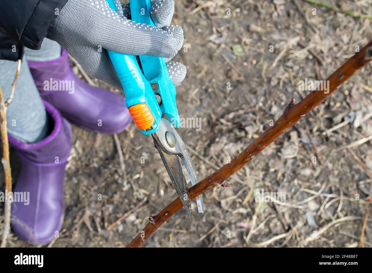 Un élagage arbre fruitier - Coupe Branches à printemps Banque D'Images