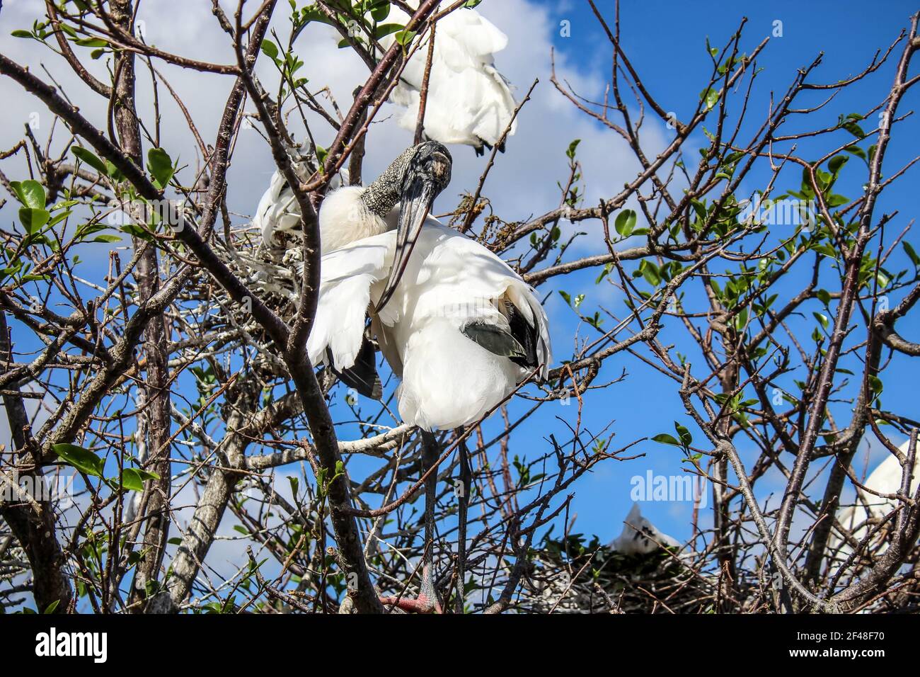 Les Storks en bois nichent dans les arbres au-dessus de l'eau stagnante. Les mâles et les femelles rassemblent des bâtons dans les environs. Ensemble, ils créent un bâton volumineux n Banque D'Images