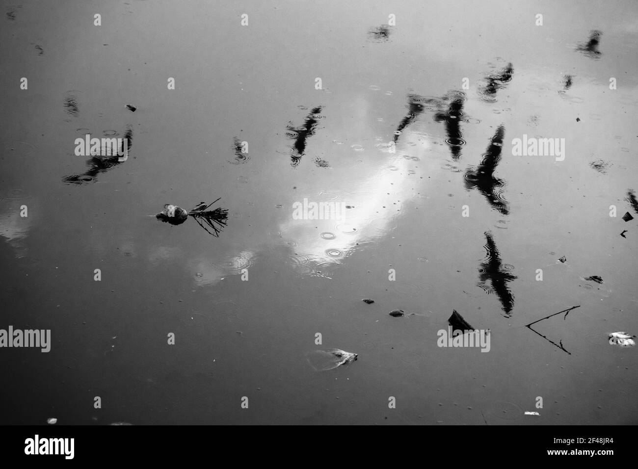 J'ai pris ce cliché à yamuna ghat à Delhi, UN beau reflet d'un groupe de mouettes. Banque D'Images