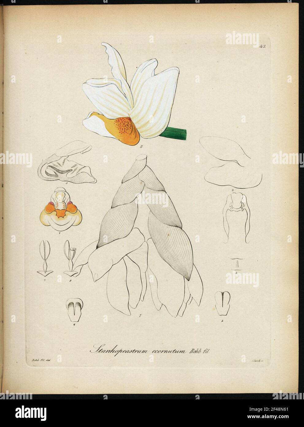 Xenia orchidée Banque D'Images