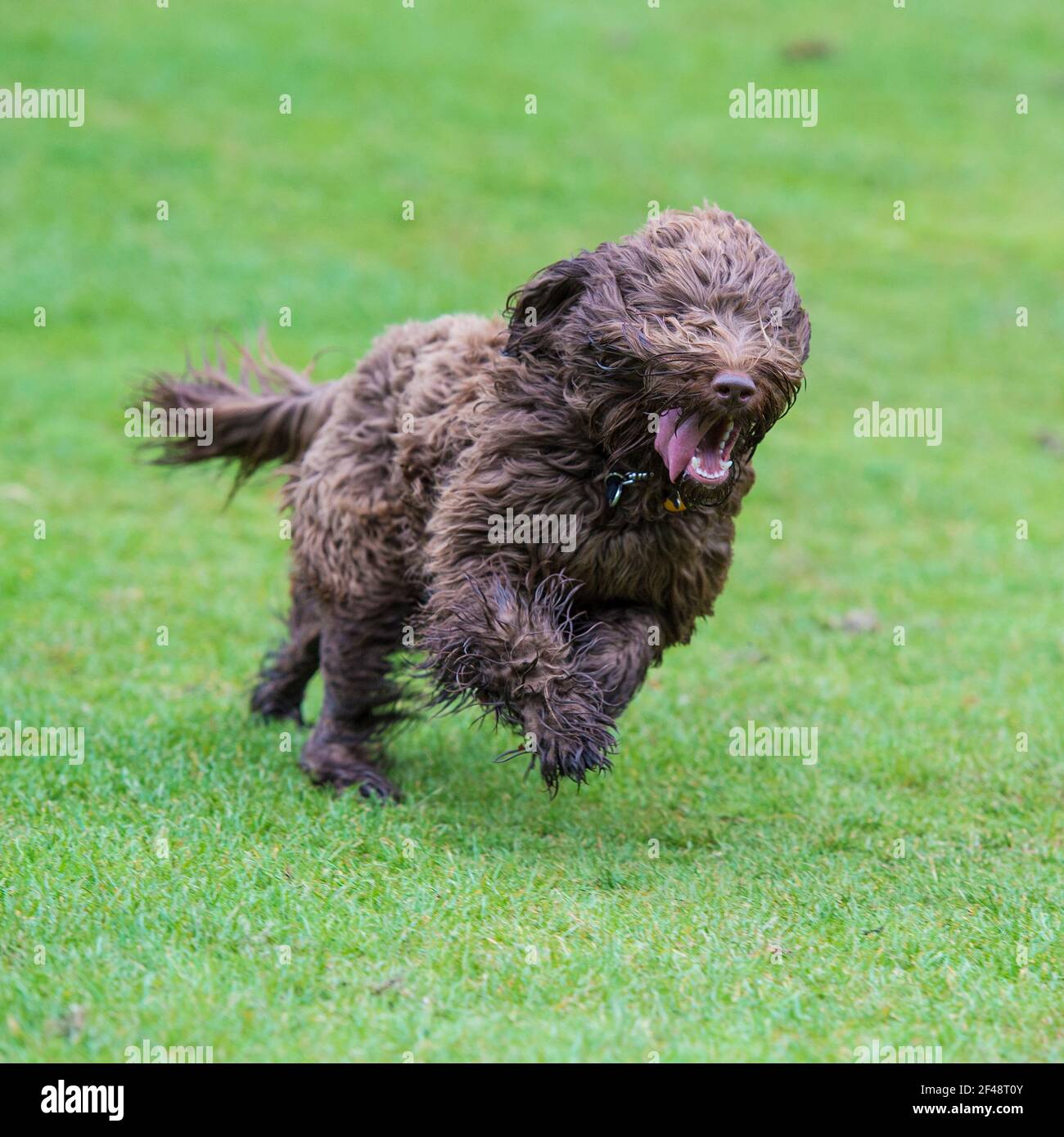 Cockapoo dog Banque D'Images