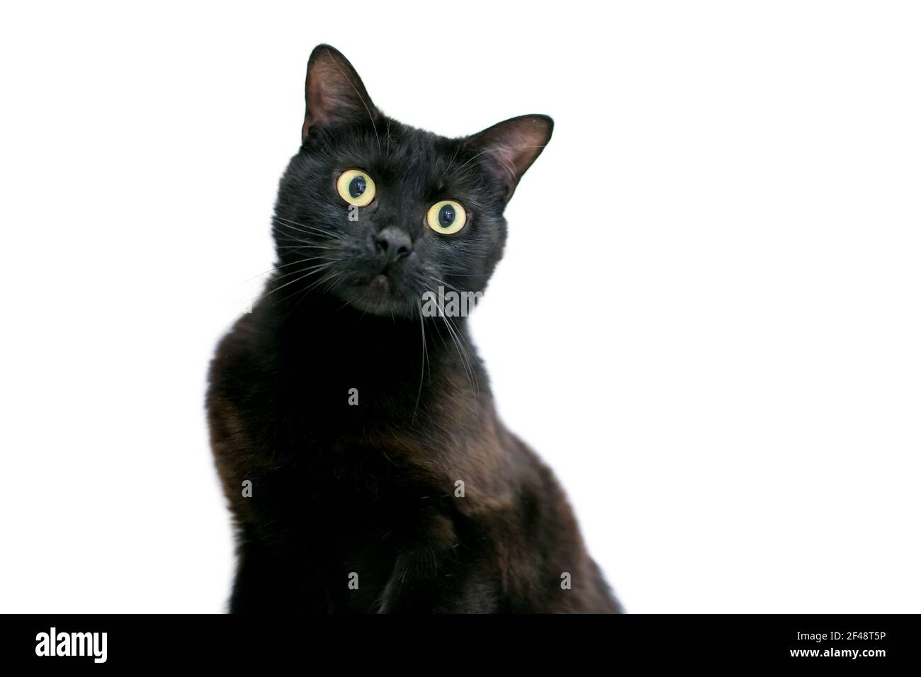 Un chat court noir à larges yeux avec des pupilles dilatées et une expression surprise Banque D'Images