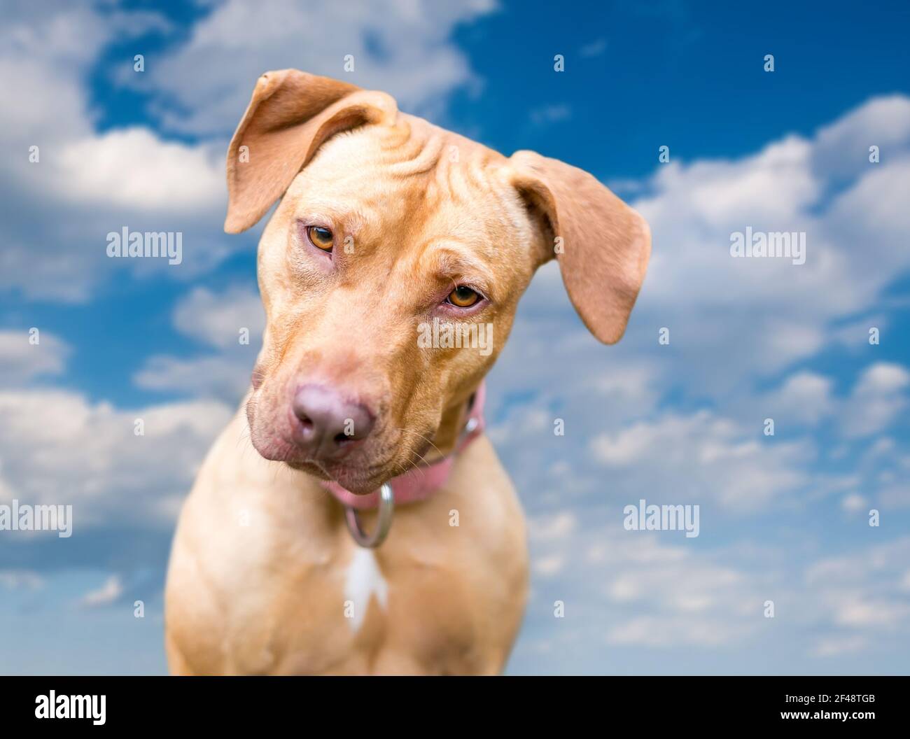 Un chien rouge Hound x Retriever s'est mélangé contre un ciel bleu avec des nuages, regardant l'appareil photo avec une inclinaison de tête Banque D'Images