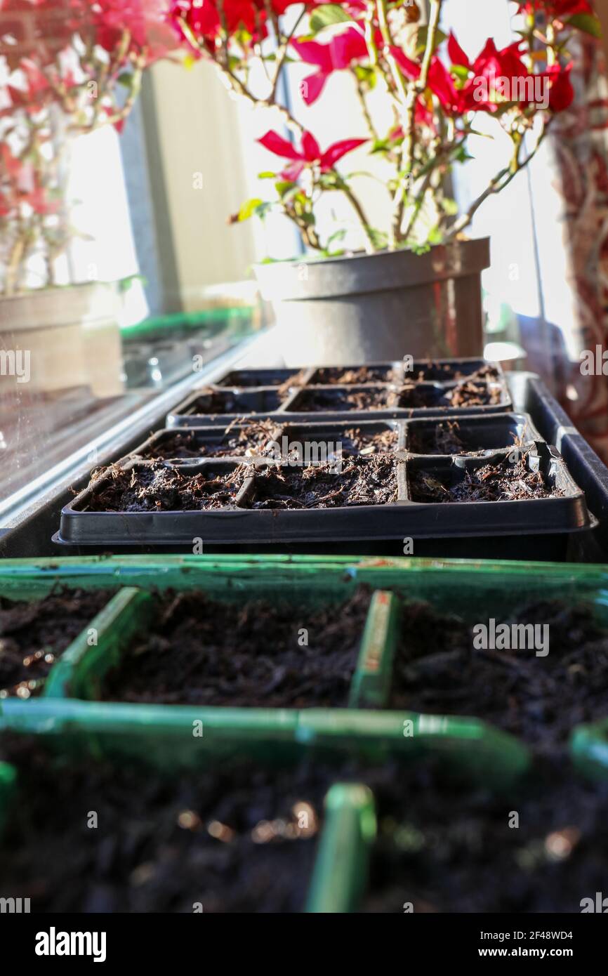 Semences de tomates plantées au printemps sur un rebord de fenêtre au soleil. Banque D'Images