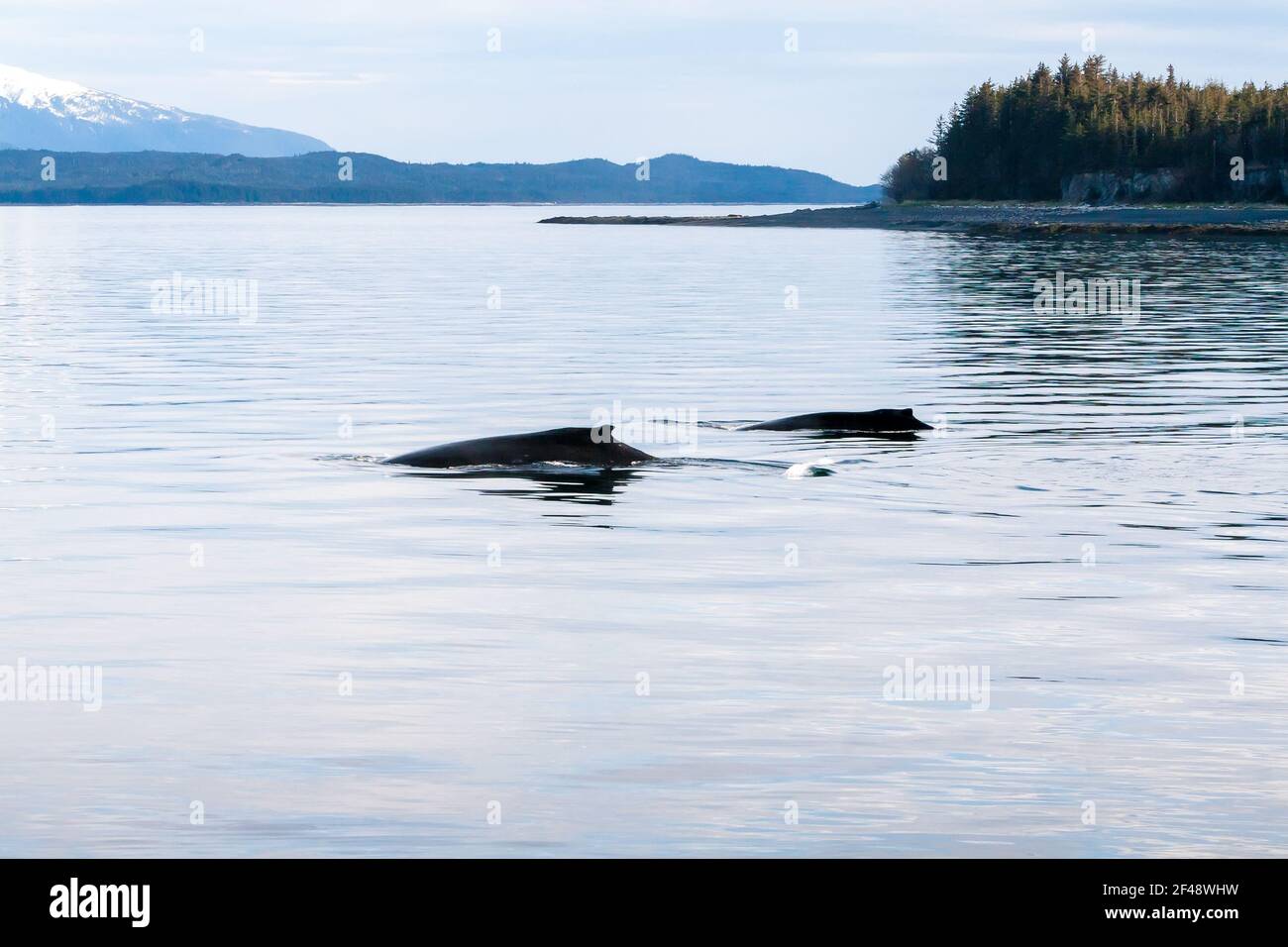Deux baleines à bosse (Megaptera novaeangliae), une mère et un veau, qui sont en surfaçage au large de la côte sud de l'Alaska Banque D'Images