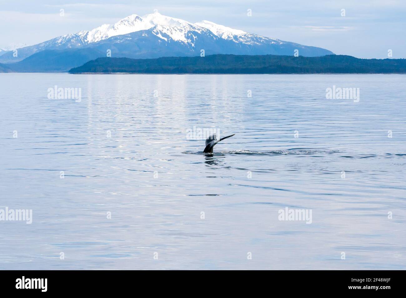 La barque ou la queue d'une baleine à bosse (Megaptera novaeangliae) lorsqu'elle plonge dans les eaux du sud de l'Alaska, avec des montagnes enneigées dans le backgro Banque D'Images