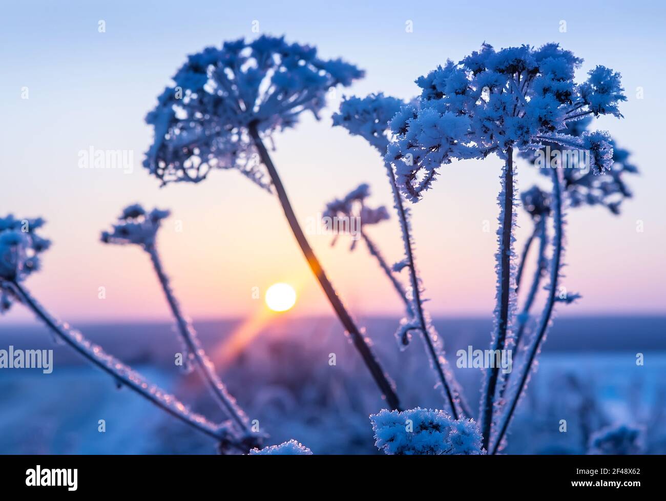 Plante de paysage d'hiver couverte de neige sur le fond de coucher de soleil Banque D'Images