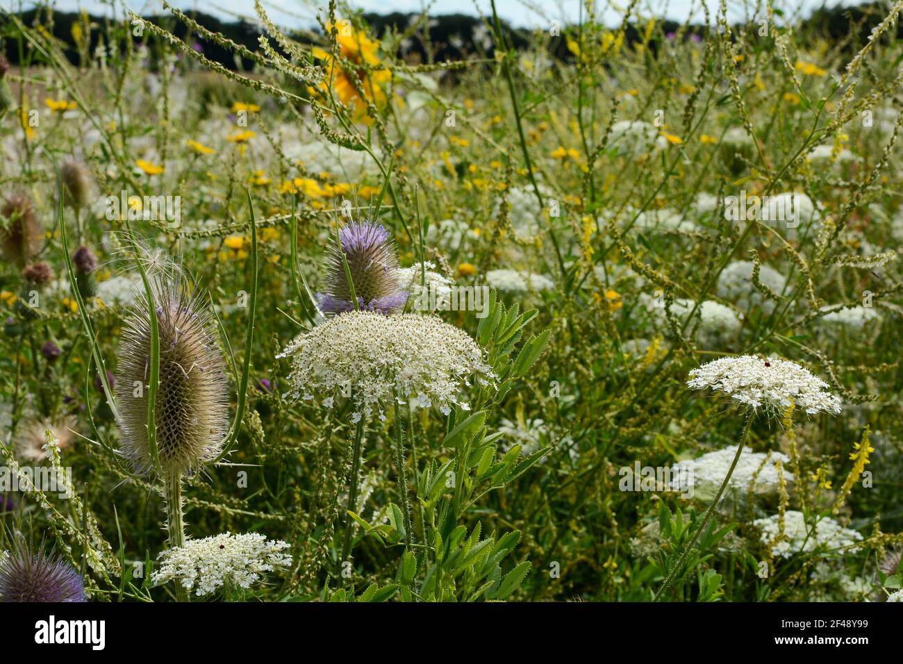 Cuillerée à thé et carottes sauvages sur un pré d'été vert sauvage Banque D'Images