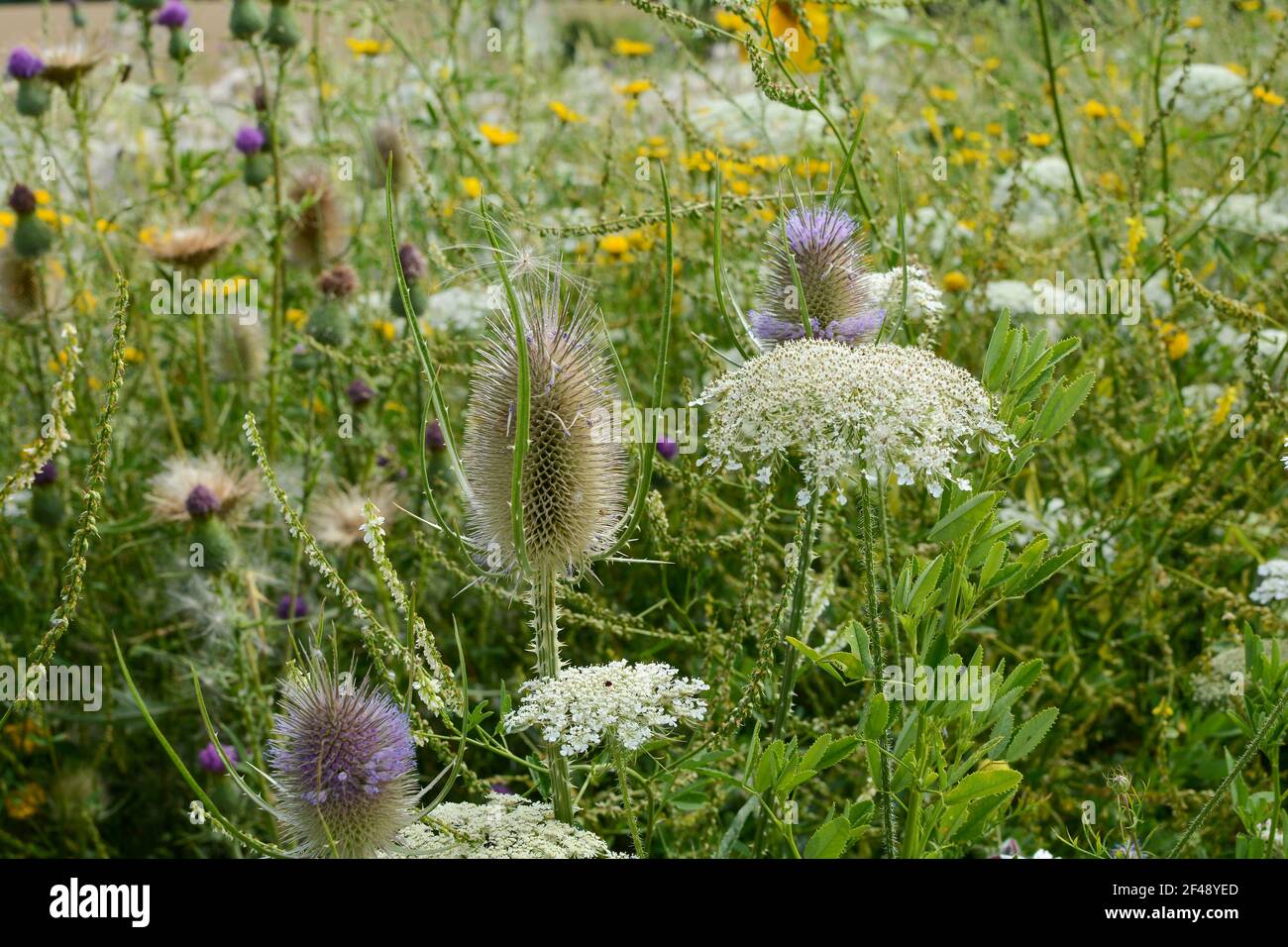Cuillerée à thé et carottes sauvages sur un pré d'été vert sauvage Banque D'Images