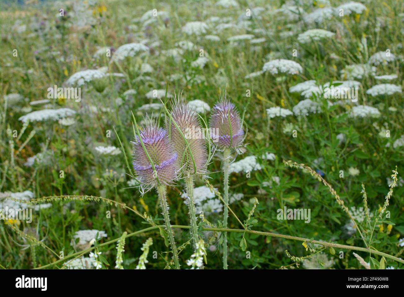 Cuillerée à thé et carottes sauvages sur un pré d'été vert sauvage Banque D'Images