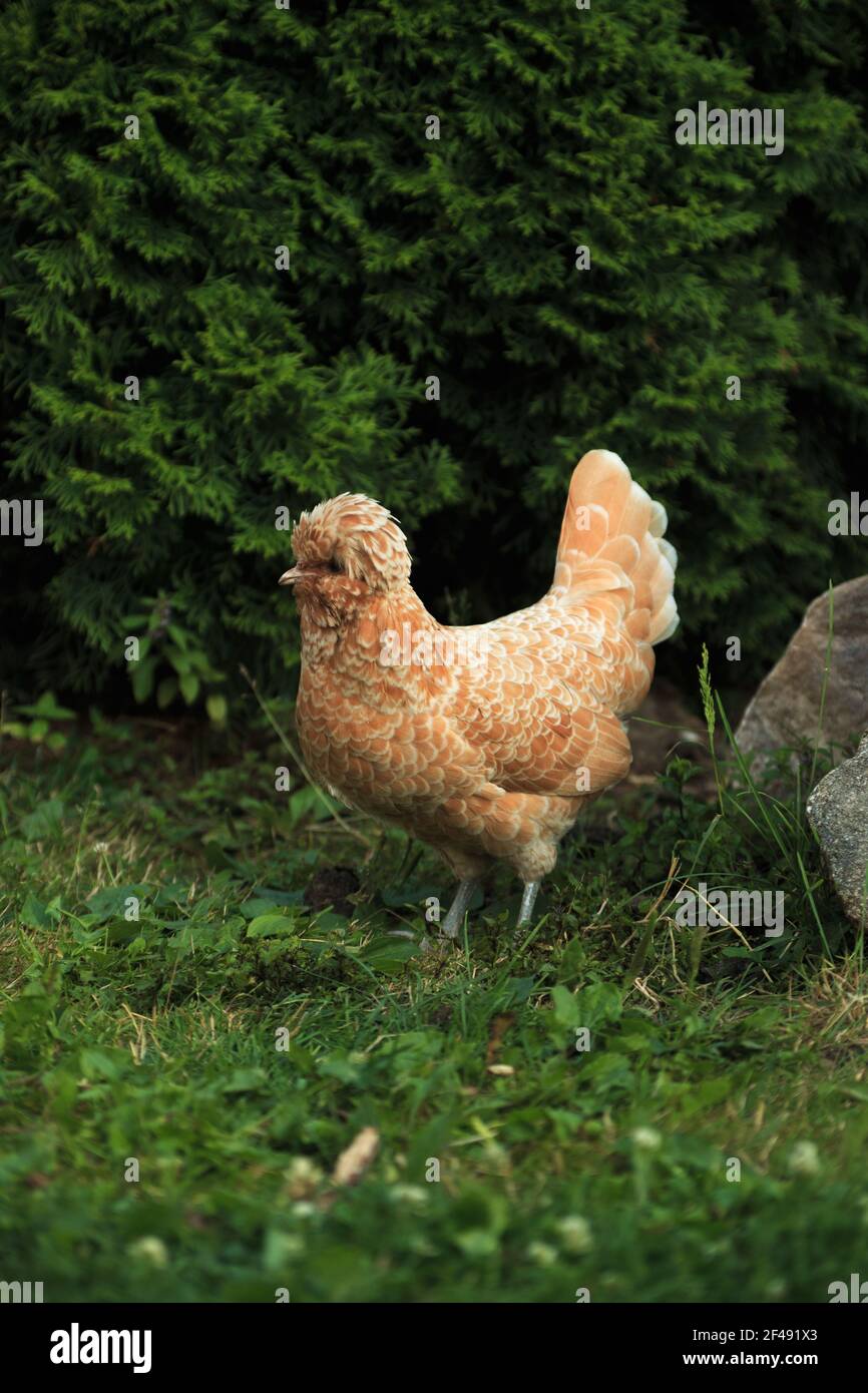 Un poulet femelle de la race polonaise de crème de couleur orange padovana sur une tarva dans les promenades d'été sur le ferme à l'extérieur des locaux Banque D'Images