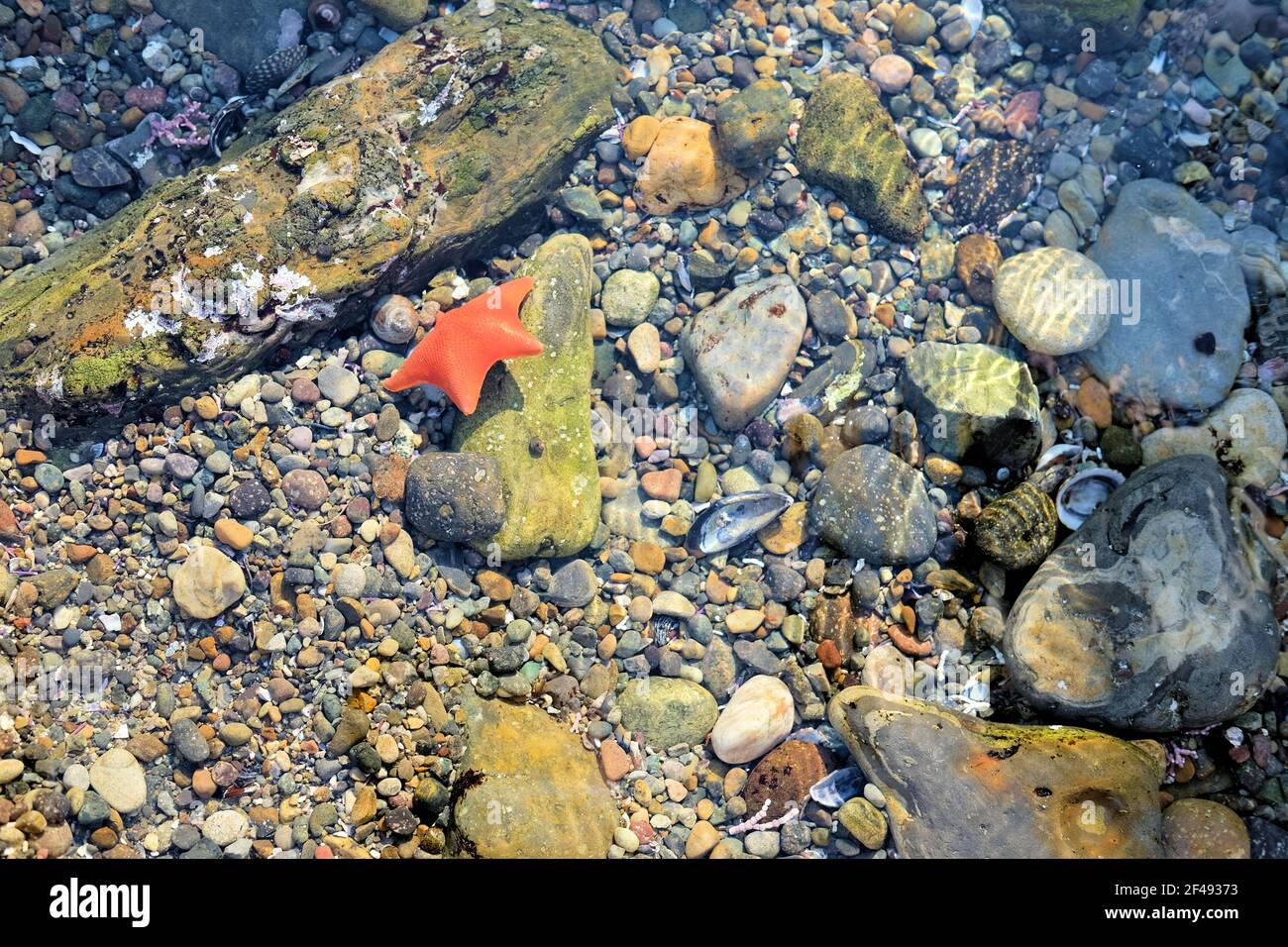 Étoiles de chauve-souris orange flottantes (Patiria miniata), poissons-étoiles dans un bassin marécageux de la réserve naturelle d'État de point Lobos, près de Carmel-by-the-Sea, en Californie. Banque D'Images