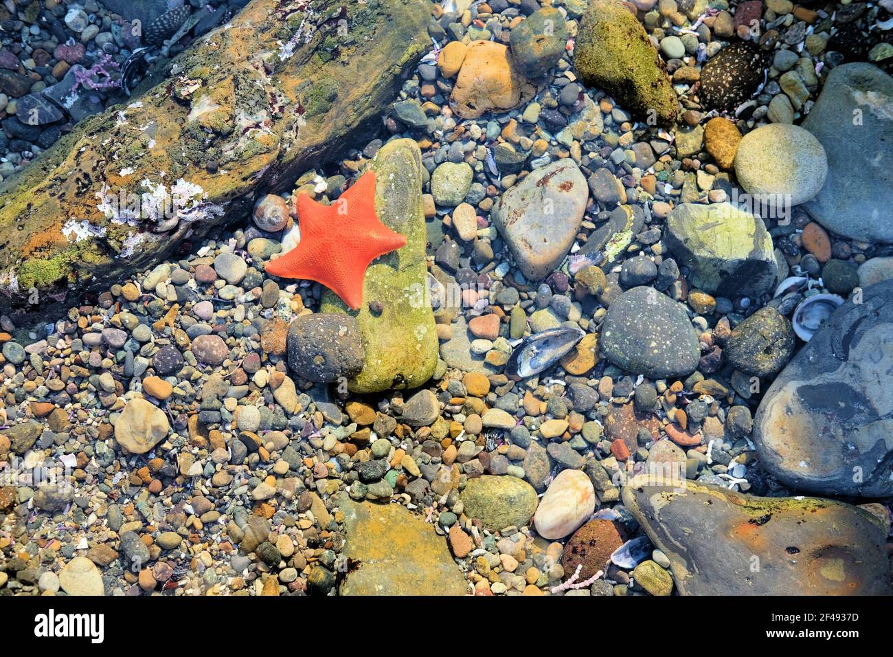 Une seule étoile de chauve-souris orange (Patiria miniata), pêché dans un bassin marécageux de la réserve naturelle d'État de point Lobos, près de Carmel-by-the-Sea, en Californie. Banque D'Images