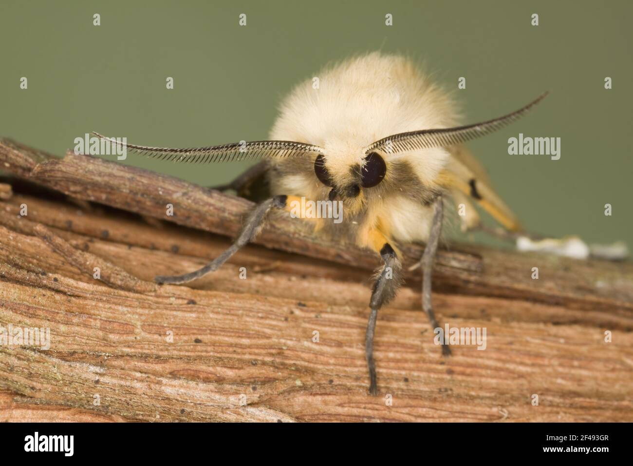 Buff hyponomeute du pommier - Antennes Spilosoma luteum mâle montrant l'Essex, UK DANS000882 Banque D'Images