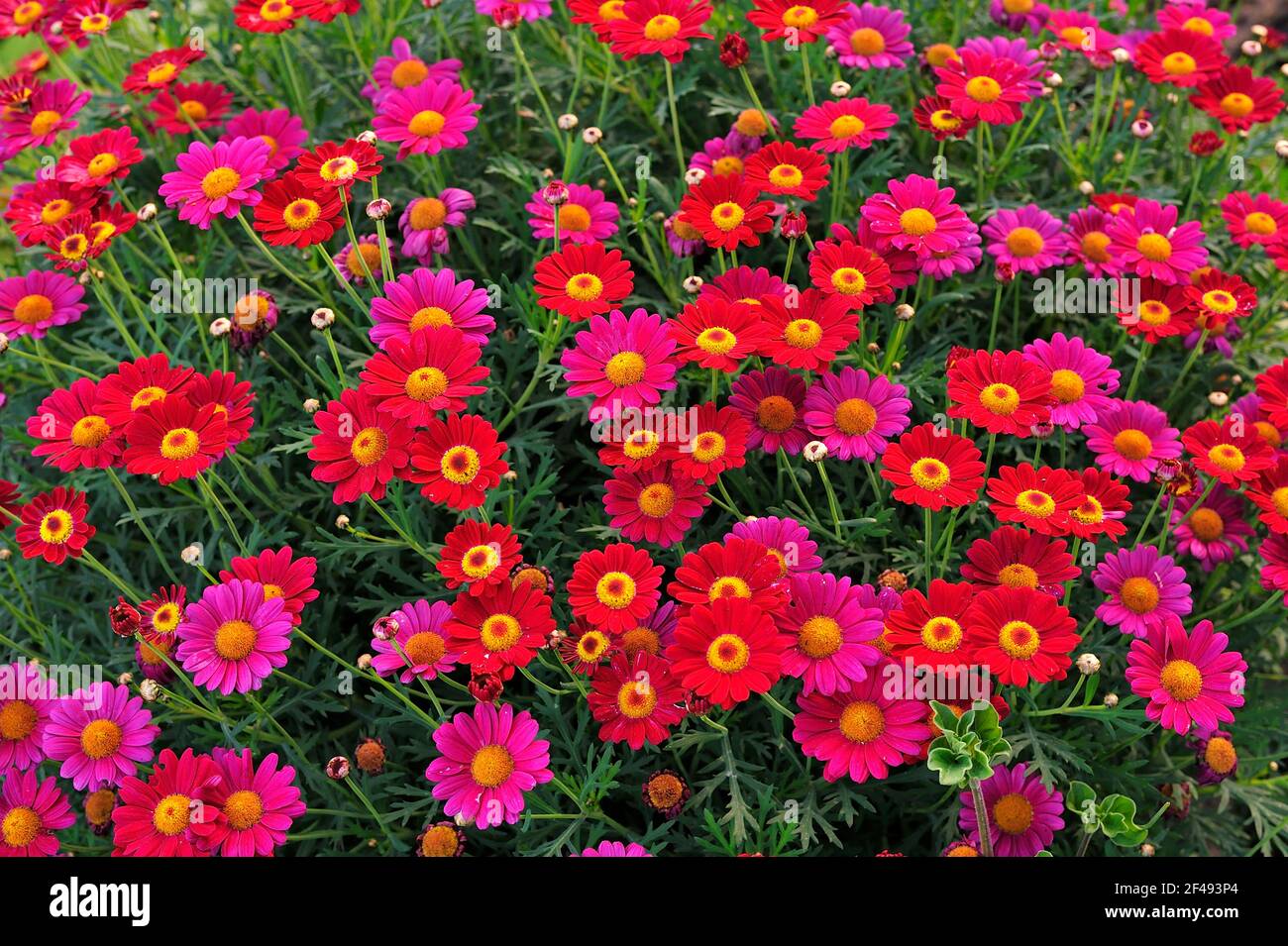 Joli groupe de fleurs sauvages mauves de Paris Daisy (Argyranthemum frutescens) en plein air. Banque D'Images