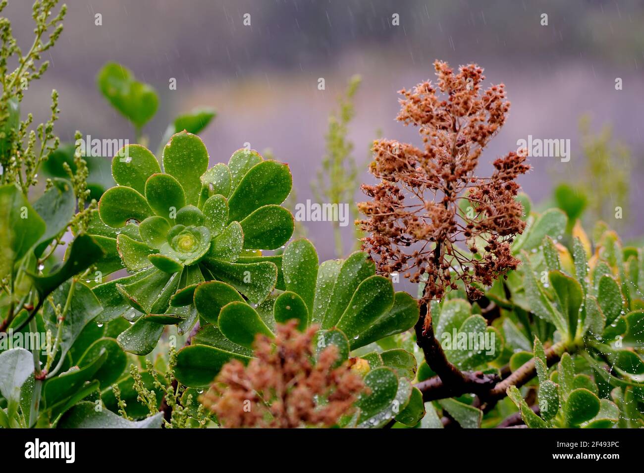 Jardin avec plantes d'Aeonium undulatum sous la pluie. Banque D'Images
