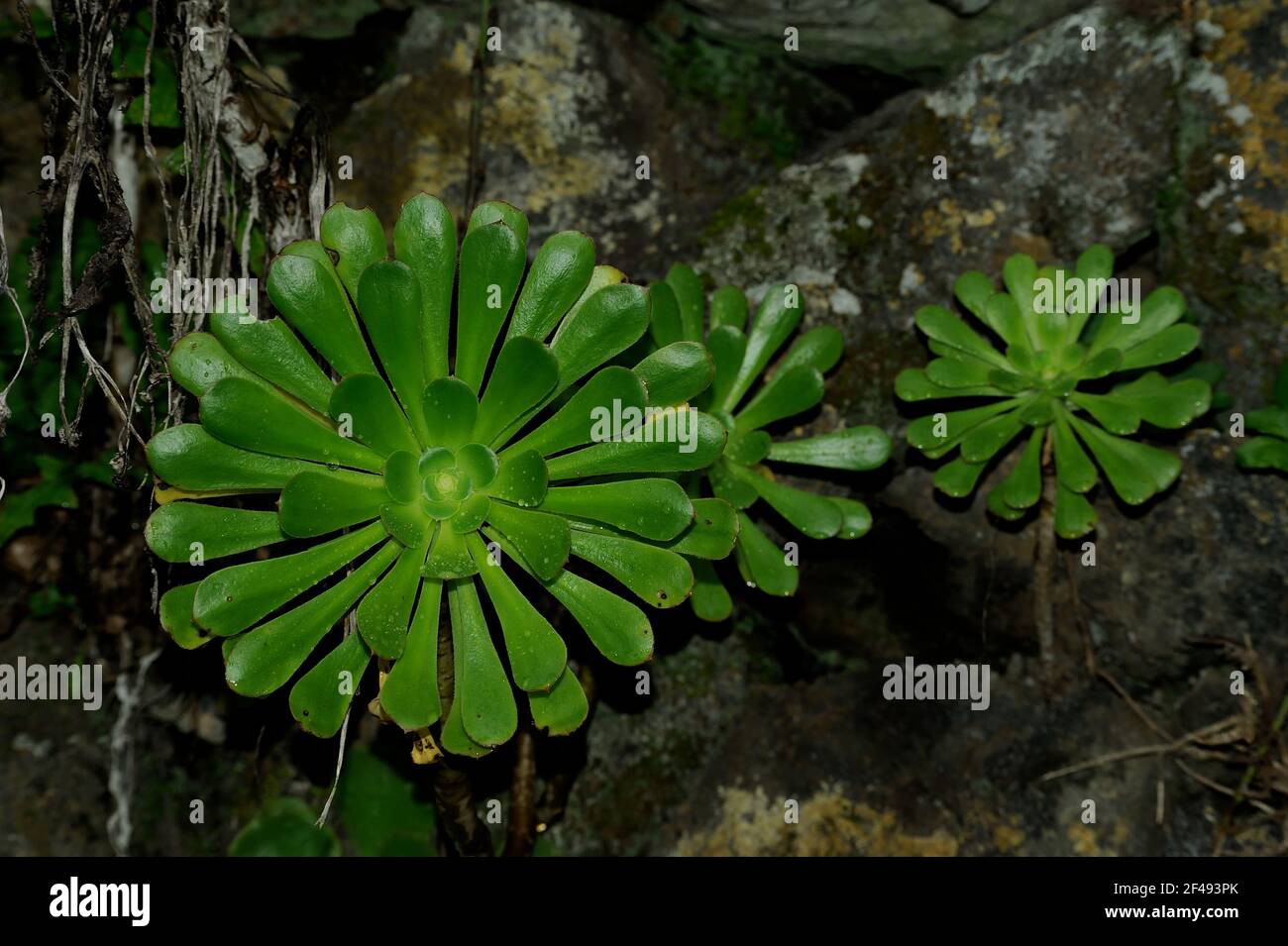 Aeonium undulatum (plante soucoupe) plantes sauvages sur le substrat rocheux. Banque D'Images