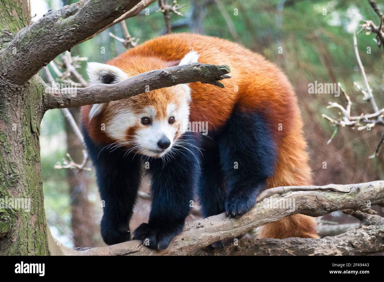 Le panda rouge, le zoo de Central Park, NYC, USA Banque D'Images