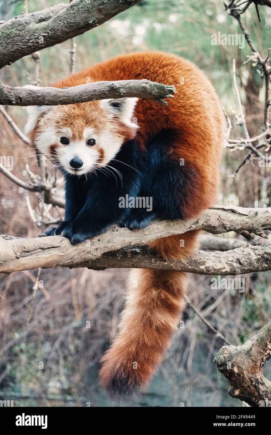 Le panda rouge, le zoo de Central Park, NYC, USA Banque D'Images