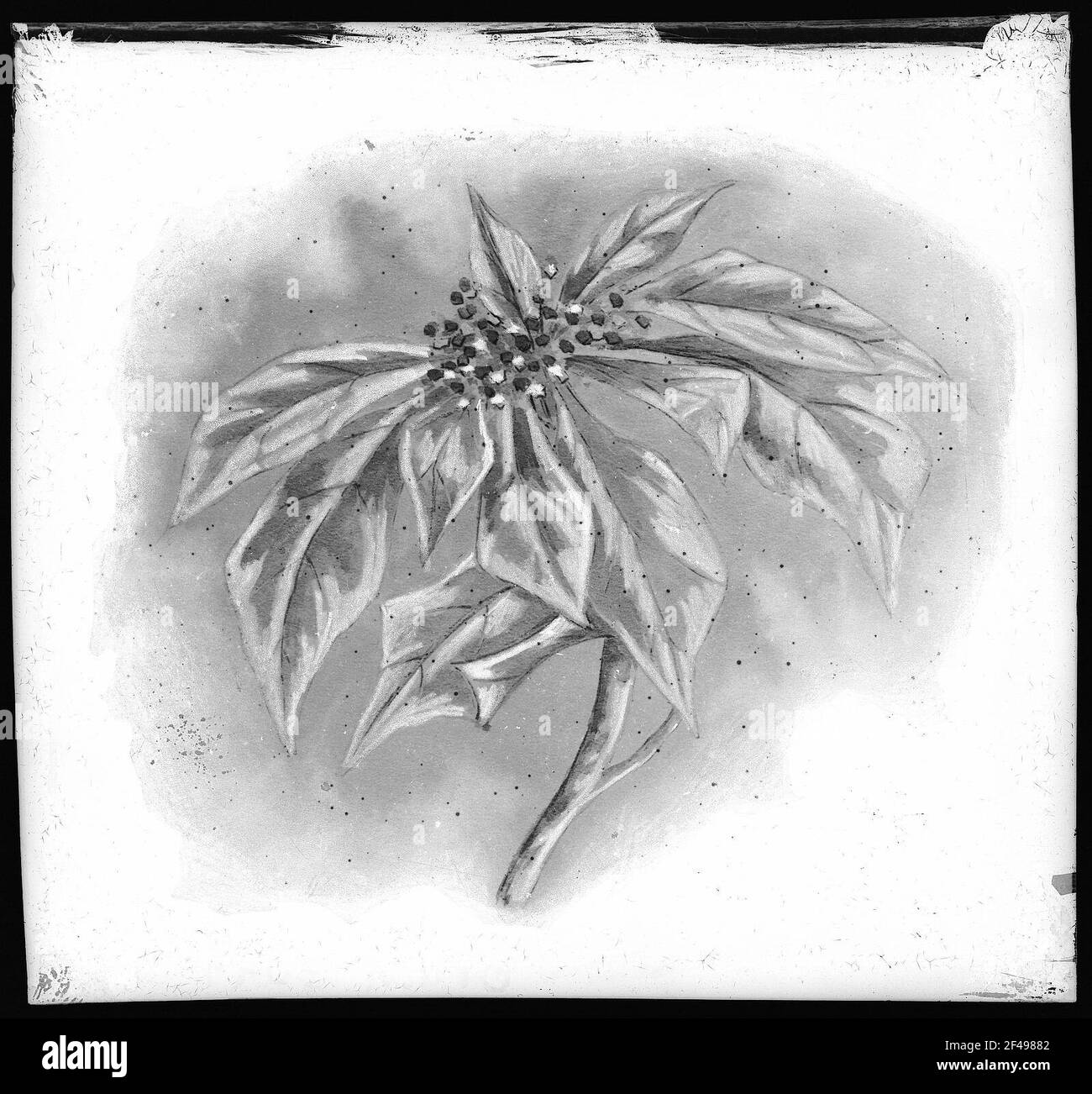 Poinsettia Blossom Banque D'Images