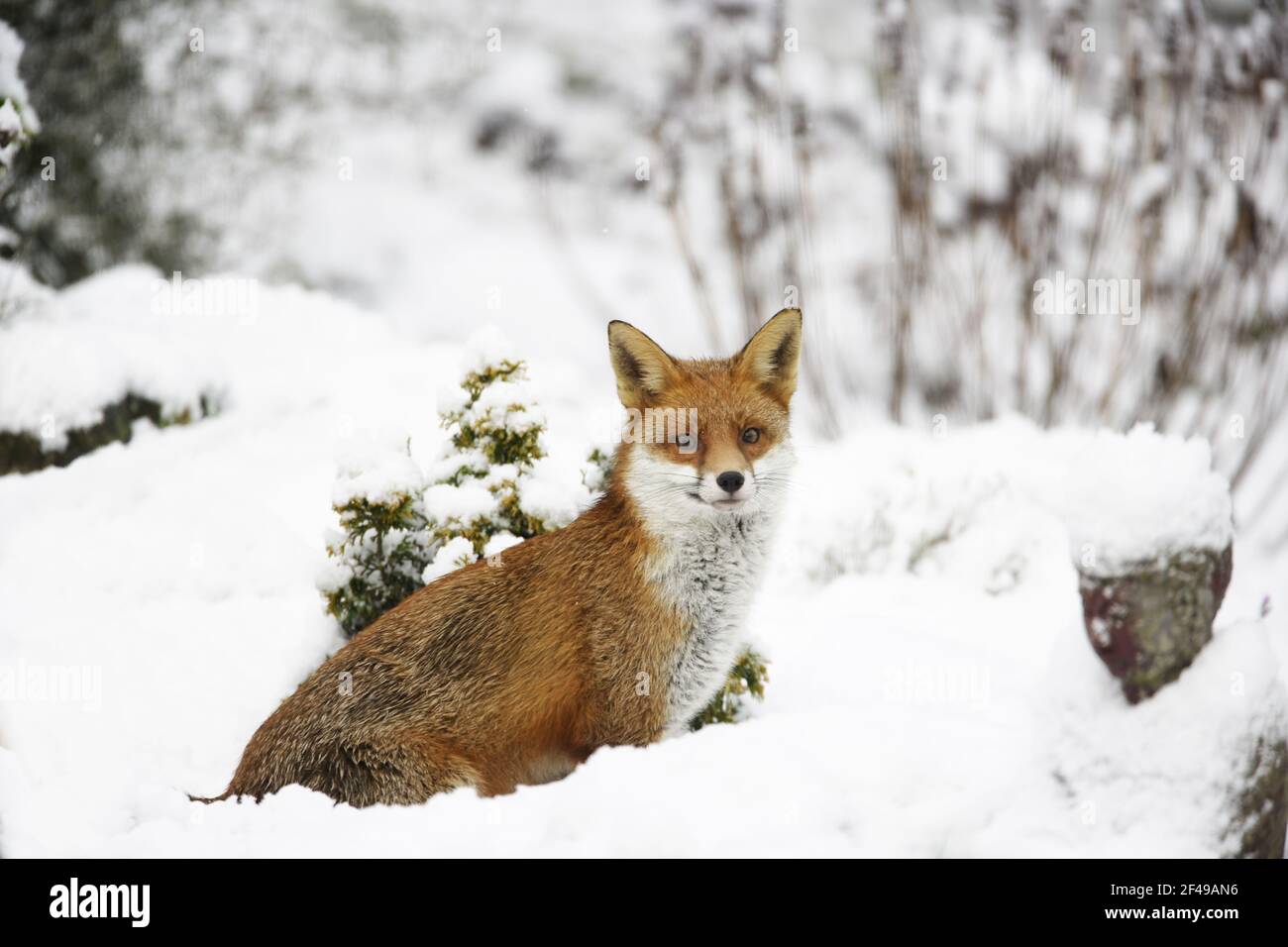 Fox - dans la neige, dans gardenVulvulpes Essex, Royaume-Uni MA002255 Banque D'Images