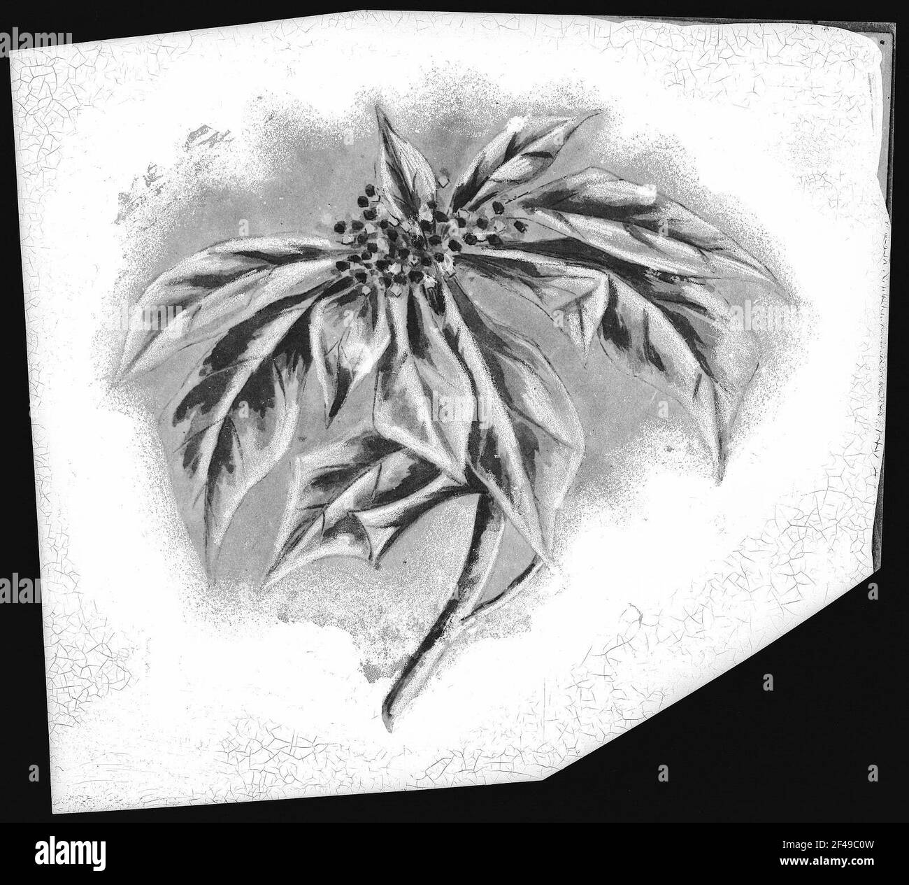 Poinsettia Blossom Banque D'Images