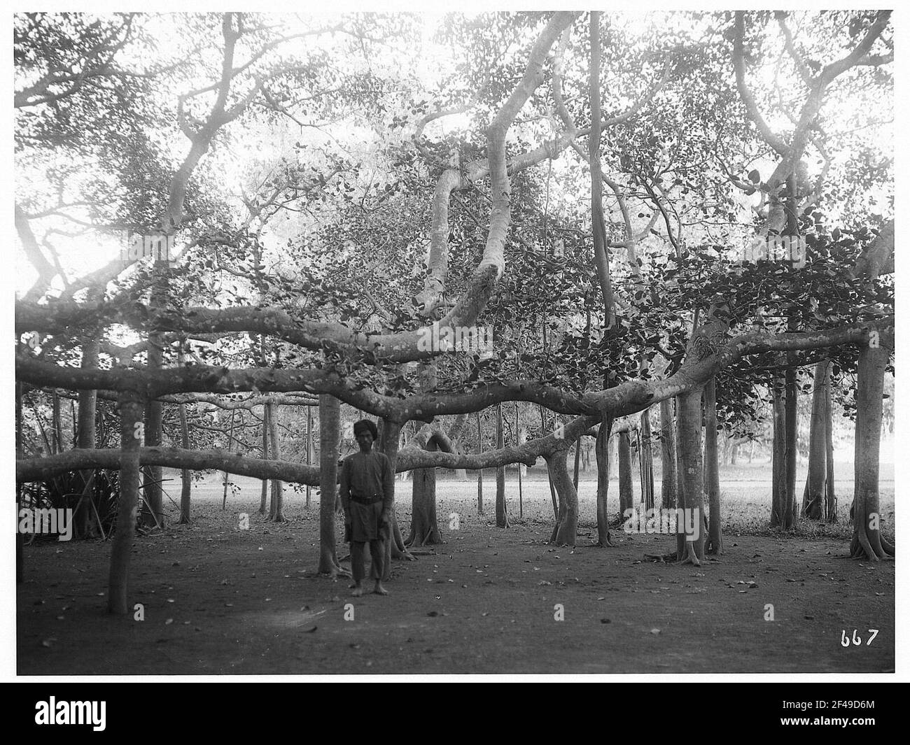 Indiens sous un banyan Tree, peut-être à Kalkutta Banque D'Images