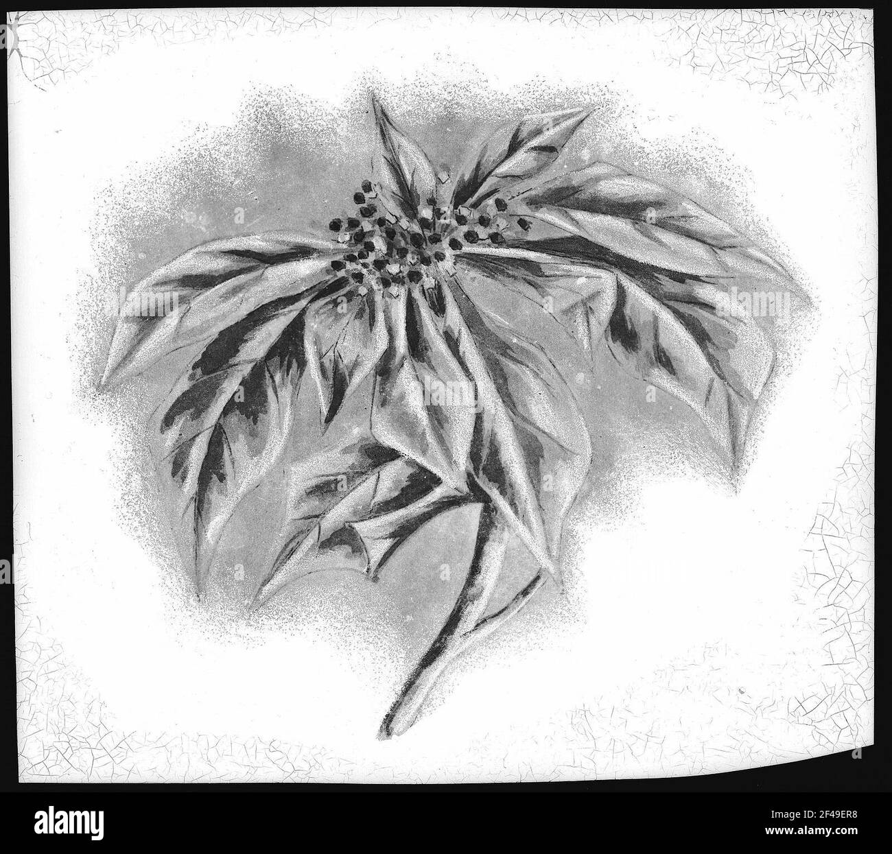 Poinsettia Blossom Banque D'Images