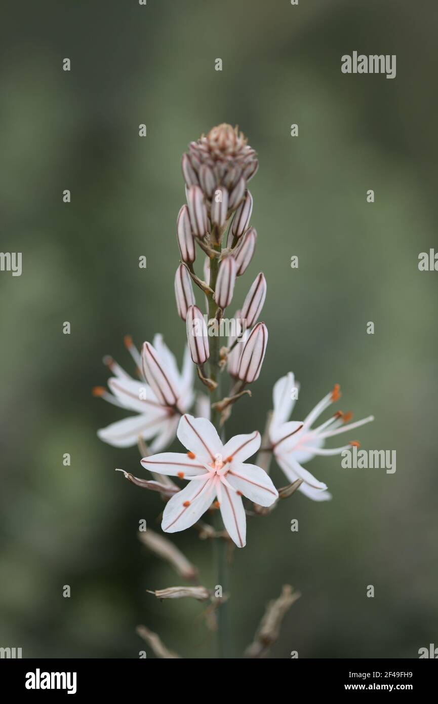 Flore de Gran Canaria - Asphodelus ramosus, également connu sous le nom d'asphodel ramifié fond floral Banque D'Images