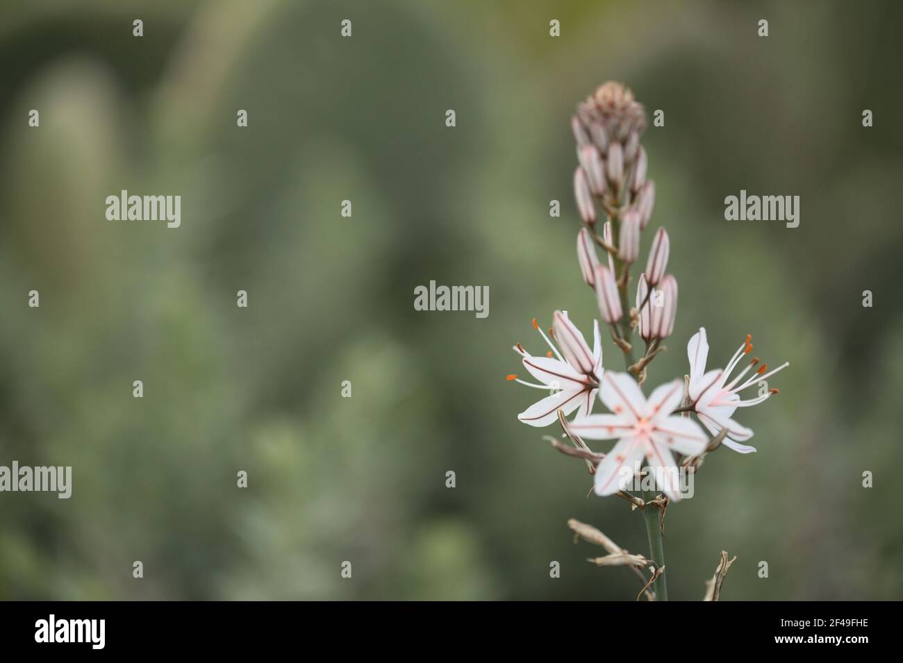 Flore de Gran Canaria - Asphodelus ramosus, également connu sous le nom d'asphodel ramifié fond floral Banque D'Images