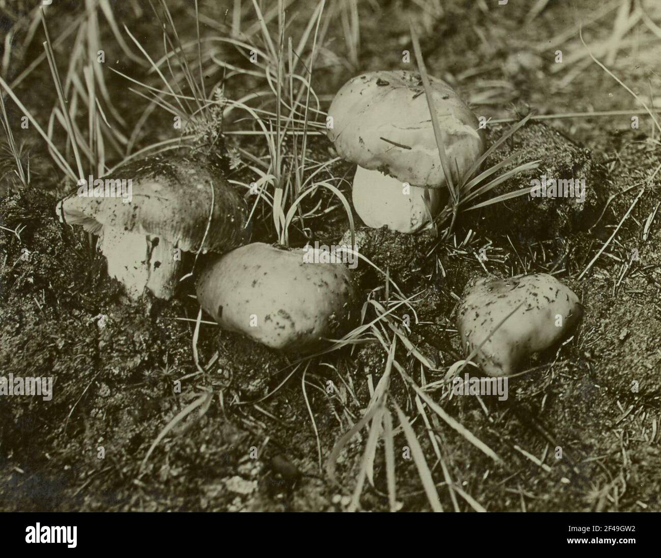 Rochlitzer Berg, Slink-Täubling (Russula foetens) Banque D'Images