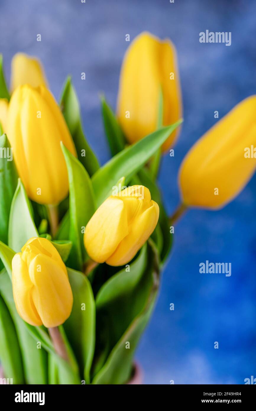 Tulipes jaunes fleurs sur fond bleu Banque D'Images