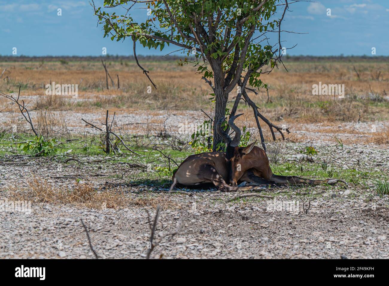 L'antilope kudu mâle se trouve sous un arbre à la savane, dans le parc national d'Etosha, en Namibie Banque D'Images