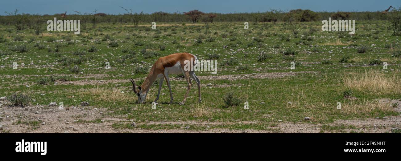 Animaux sauvages africains. Le tremplin, antilope de taille moyenne à côté de la route du parc national d'Etosha. Namibie Banque D'Images