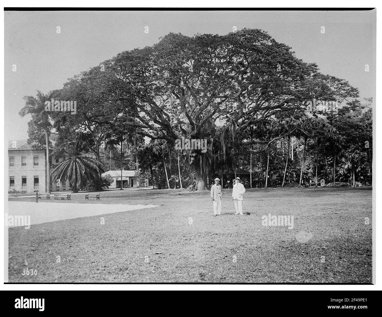 Buitenzorg (Bogor), Java / Indonésie. Jardin botanique (1817, K. G. K. Reinwardt). Deux touristes de Hapag sur la pelouse devant les géants de l'arbre (puits Ficus sp.) Banque D'Images