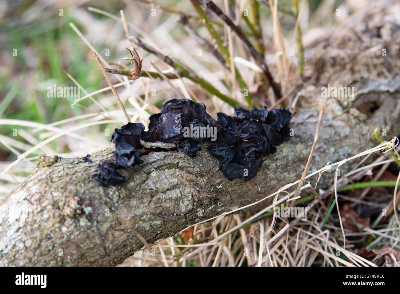 Witches Butter (noir) - exidia nigricans - Stirling, Écosse, Royaume-Uni Banque D'Images