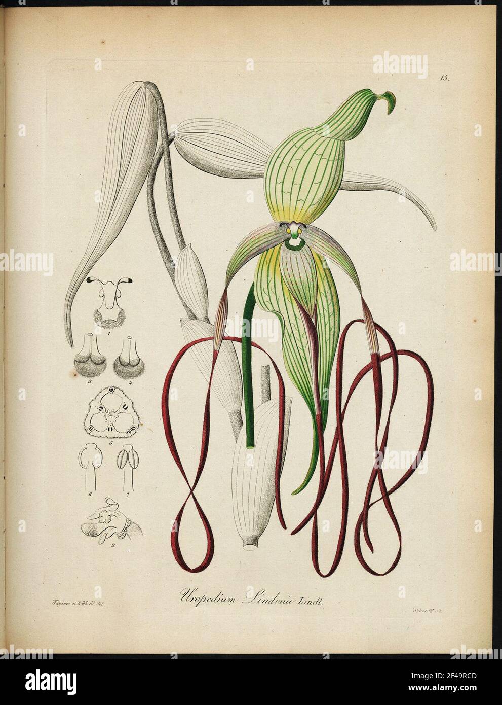 Xenia orchidée Banque D'Images