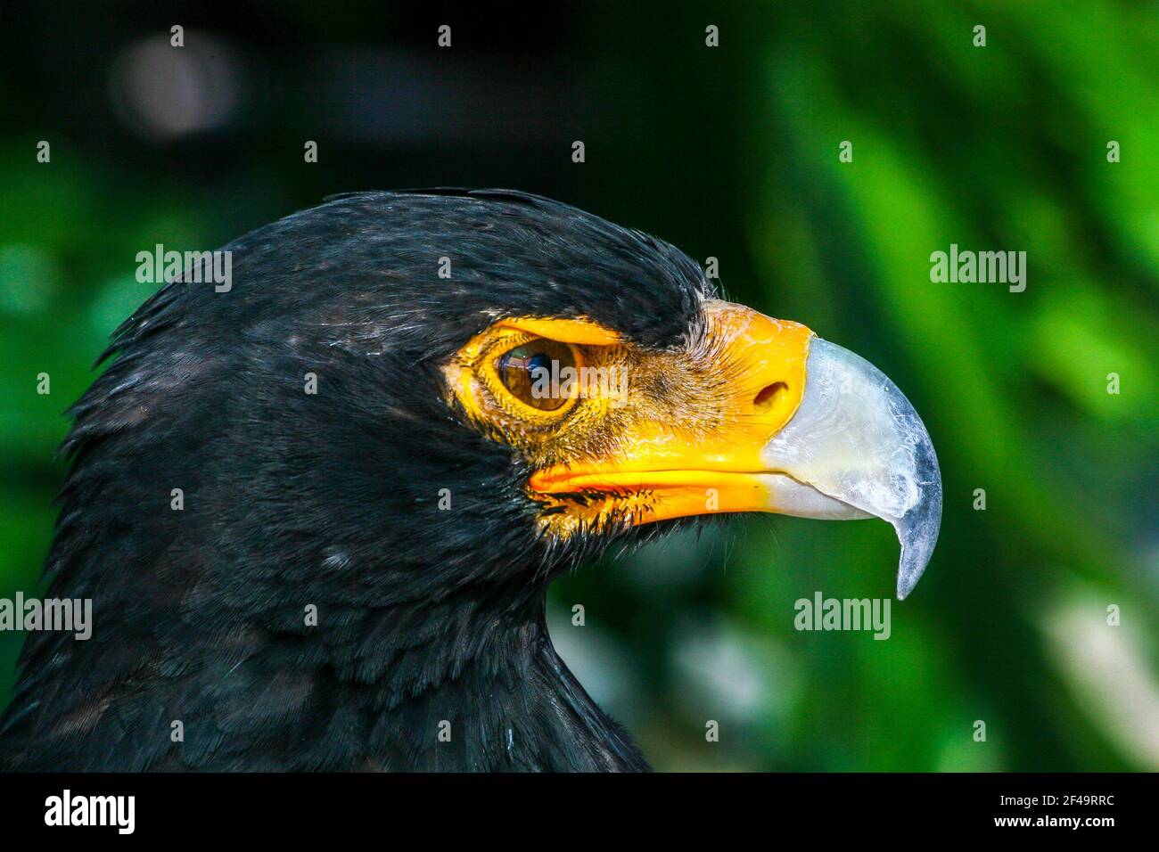 Grand aigle africain à bec jaune Banque D'Images