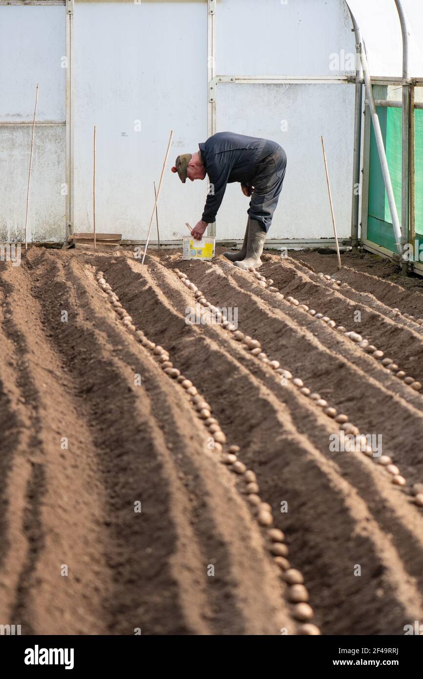 David Helme, dans ses années 80 en restant actif et occupé à préparer le sol la plantation de pommes de terre dans le grand polytunnel. Banque D'Images