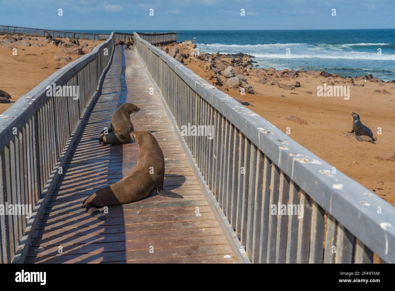 Les phoques à fourrure se trouvent sur la voie de promenade de Cape Cross, sur la côte de squelettes de la Namibie, dans l'océan Atlantique, Banque D'Images