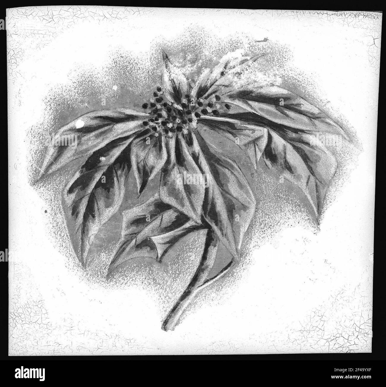 Poinsettia Blossom Banque D'Images